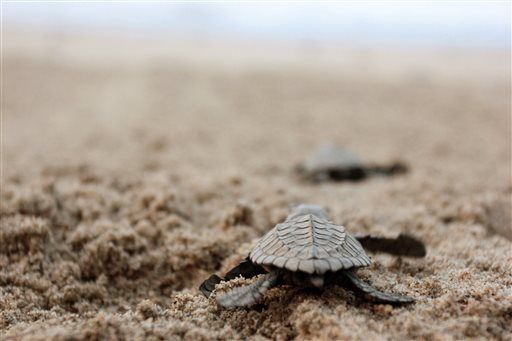 Newly hatched olive ridley sea turtle